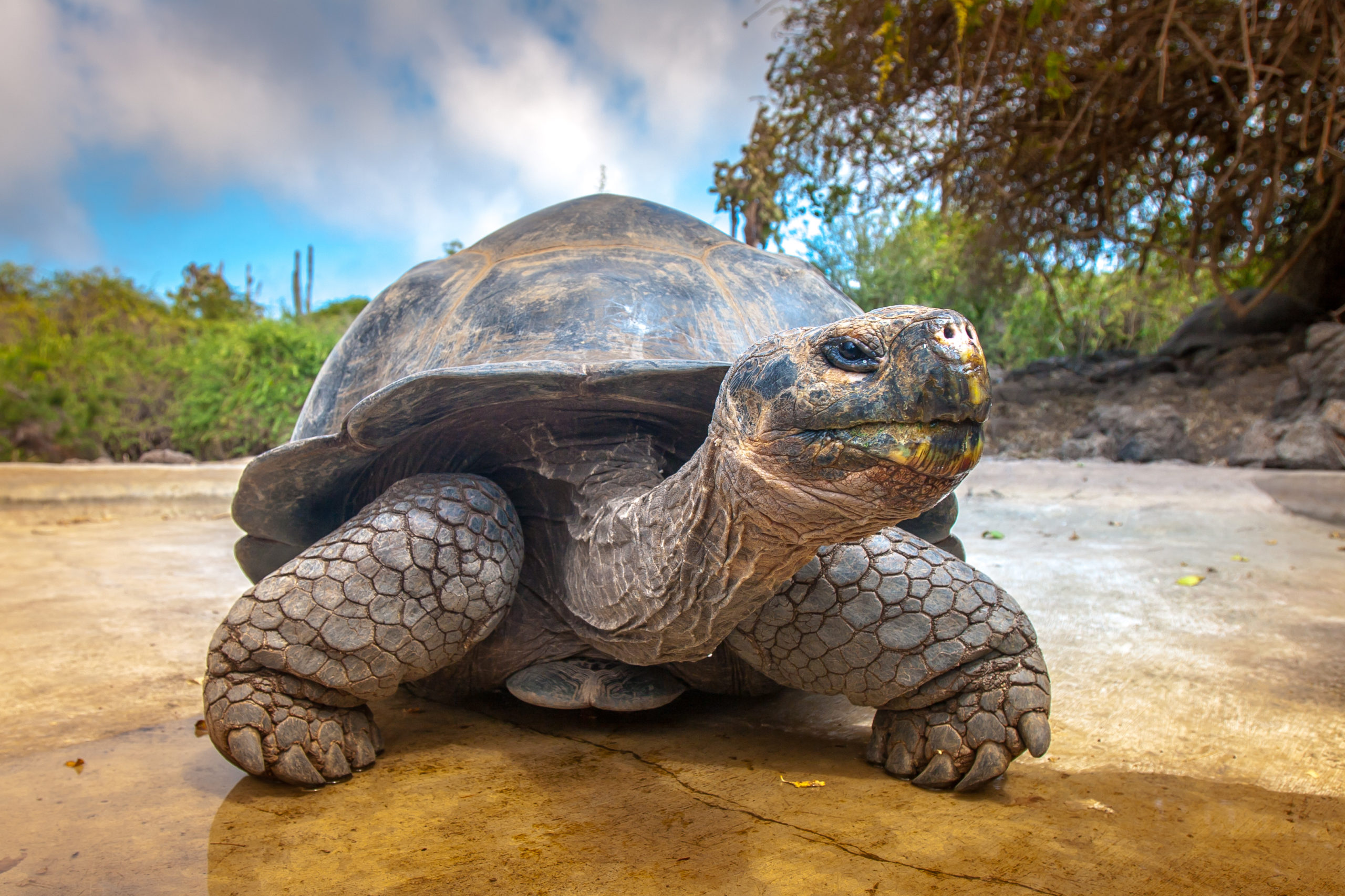 FLOREANA & THE RETURN OF THE GALAPAGOS TORTOISE