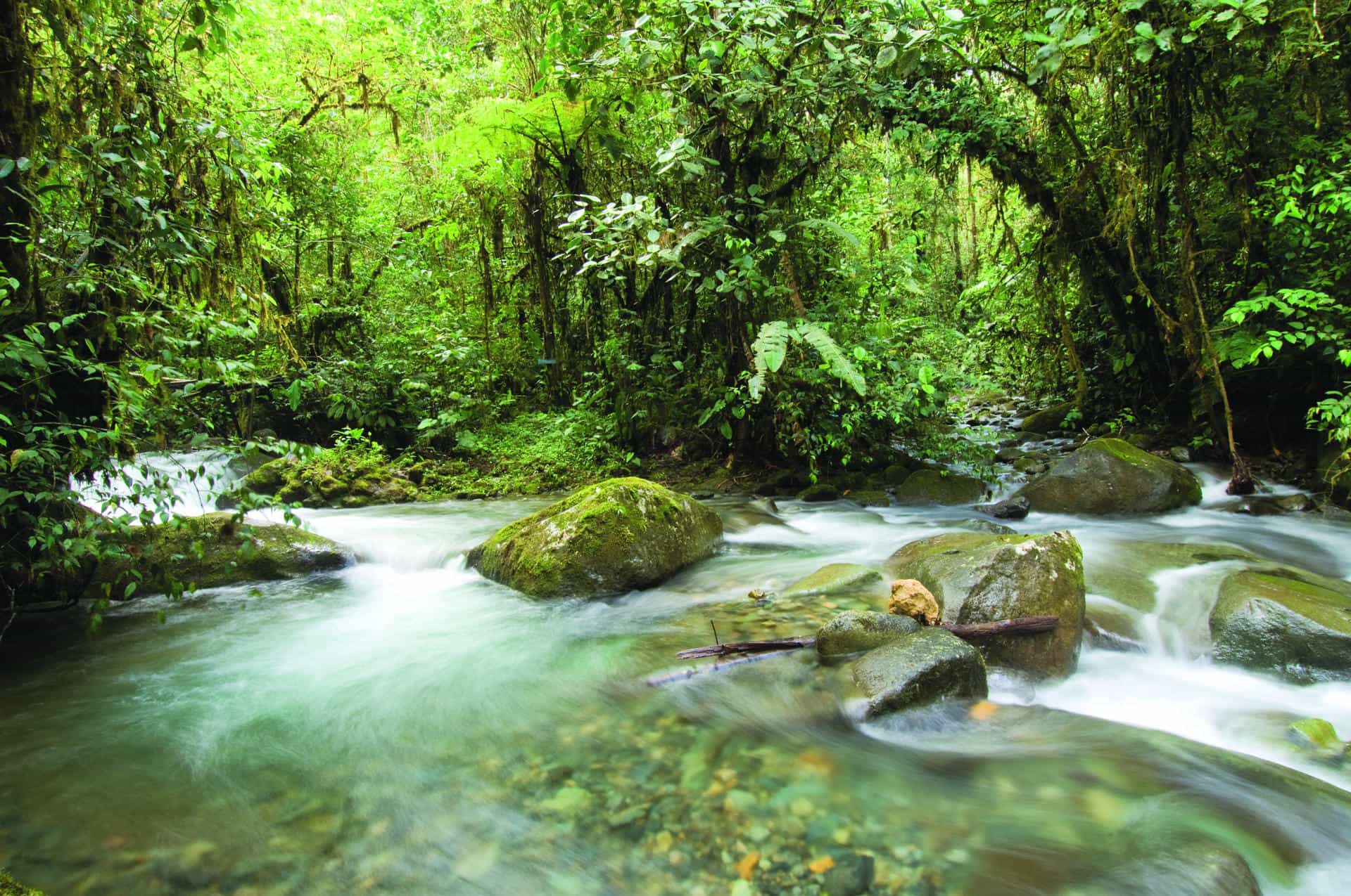 Mashpi Lodge, Ecuador